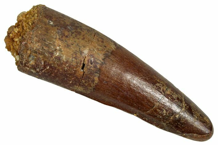 Fossil Spinosaurus Tooth - Feeding Worn Tip #356814